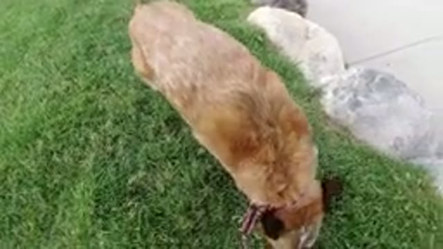 WINTER PARK COLORADO-2019: Strolling On The Lawn With The Best Friend Enjoying