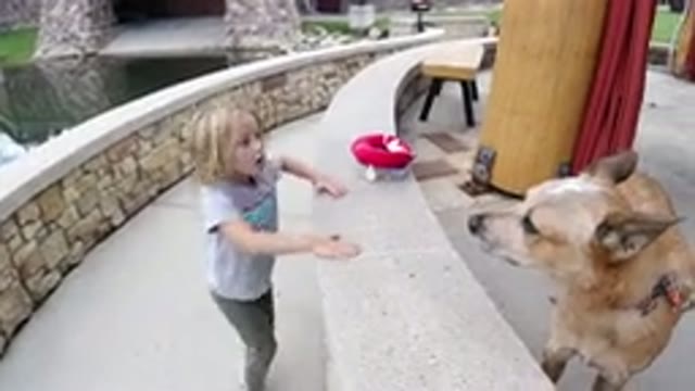 WINTER PARK COLORADO-2019: A Girl Is Playing With A Dog In A Scenic Outdoor Setting