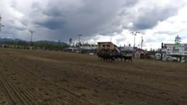 WINTER PARK COLORADO-2019: Bulls Striding Across Farmland On An Overcast Day