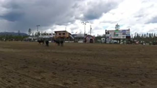 WINTER PARK COLORADO-2019: A View Of A Field With Cows And A Person Riding A Horse