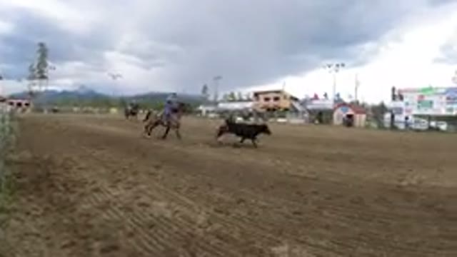 WINTER PARK COLORADO-2019: A Person Riding A Horse Is Chasing A Cow In A Big Field