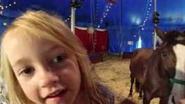 BROOMFIELD COLORADO-2019: A Child Excited to See a Horse at an Event