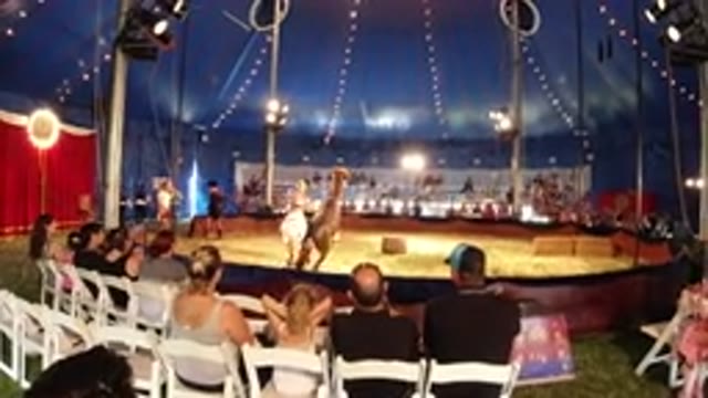 BROOMFIELD COLORADO-2019: Circus Artist Performance Showing Trained Horses