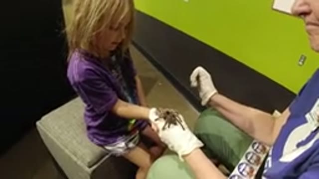 BROOMFIELD COLORADO-2019: A Little Blonde Girl Holding a Crab Spider Accompanied