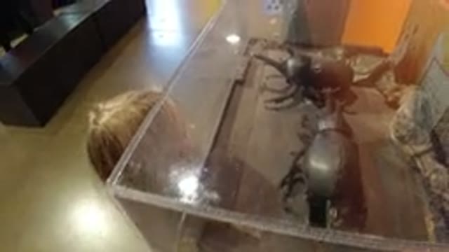 BROOMFIELD COLORADO-2019: Little Girls Watching Two Robot Beetles Fighting In A Glass Cage