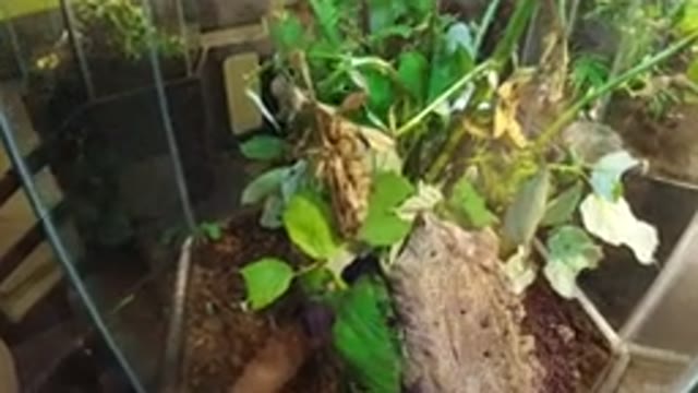 BROOMFIELD COLORADO-2019: Man in Glass Tank with Praying Mantis for Public Display