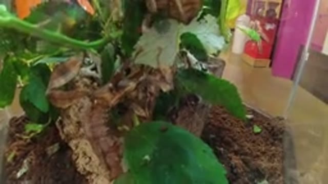 BROOMFIELD COLORADO-2019: A Child Eating A Leaf In A Terrarium In A Classroom
