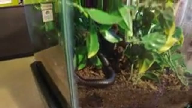 BROOMFIELD COLORADO-2019: A Worm Moving in a Glass Box with a Big Green Leaf