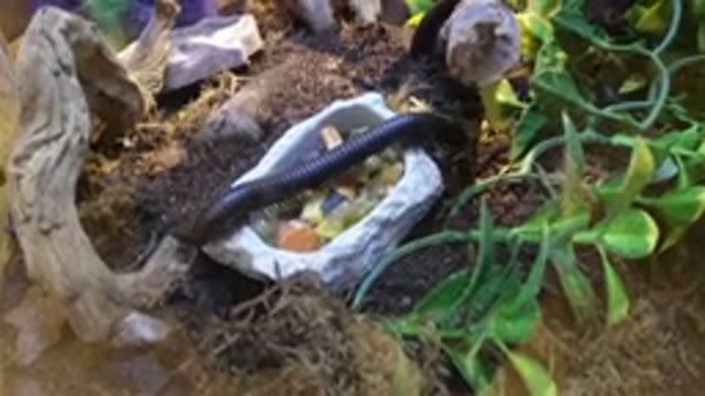 BROOMFIELD COLORADO-2019: A Worm Living Inside A Glass Box So People Can Watch