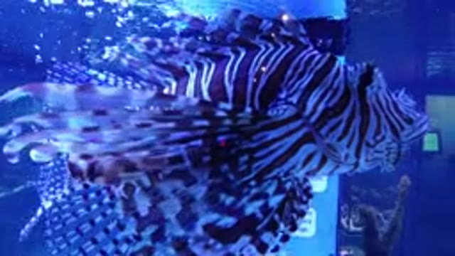 BROOMFIELD COLORADO-2019: Lionfish Moving Through Blue Water