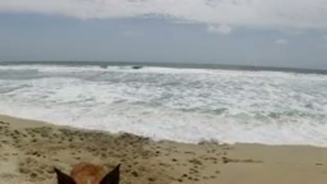 LOS CABOS MEXICO-2019: Man Playing With Dog On Beach