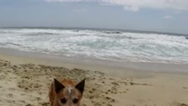 LOS CABOS MEXICO-2019: Dog Chasing Flying Object on Beach