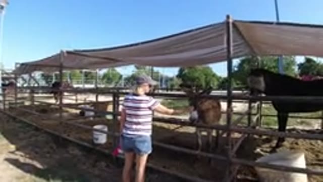 LOS CABOS MEXICO-2019: Woman Looking At And Wrangler Messing With Cute Donkey While