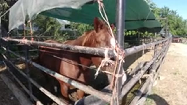 LOS CABOS MEXICO-2019: Horse Spending His Time Locked In While Man Records It