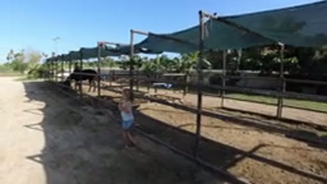 LOS CABOS MEXICO-2019: A Girl Stands in a Sunlit Horse Ranch Area