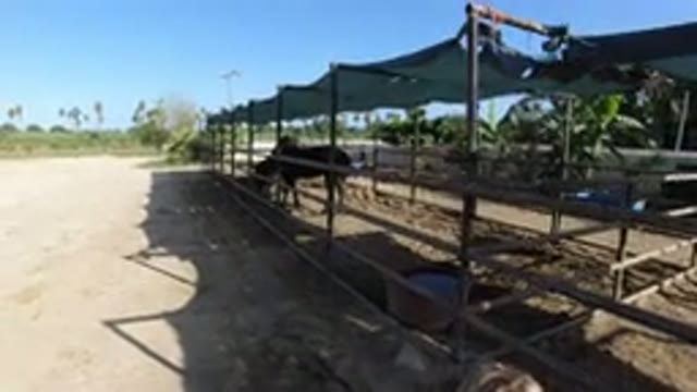 LOS CABOS MEXICO-2019: Horses In Makeshift Stable Outside Drinking Water From