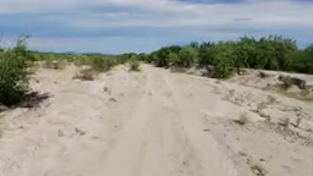LOS CABOS MEXICO-2019: Navigating The Dry Lands With Green Shrubbery