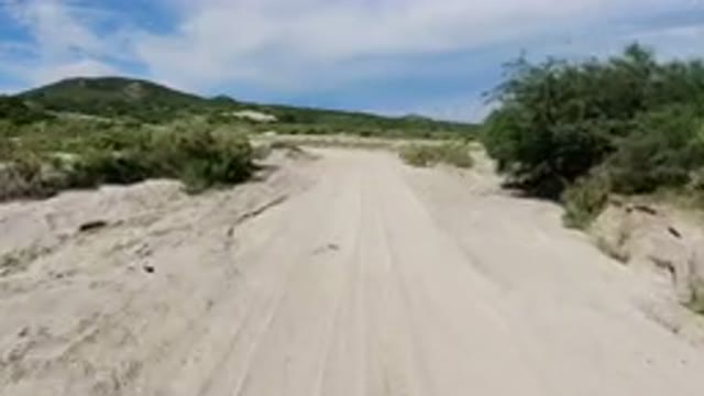 LOS CABOS MEXICO-2019: Dry Land Covered With Trees Area Has Been Captured
