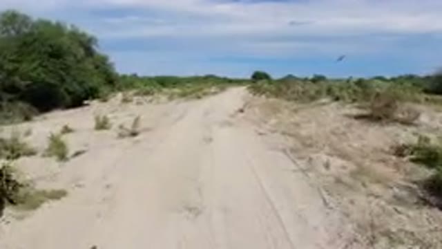 LOS CABOS MEXICO-2019: Open Nature With Road Crossing Cows And Lone Black Bird