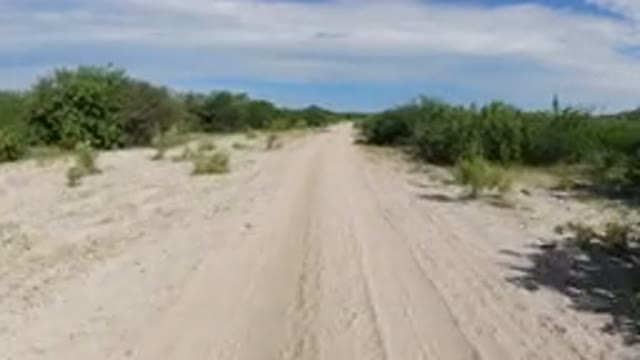 LOS CABOS MEXICO-2019: Driving A Wrangler In A Deserted Road Surrounded By Trees