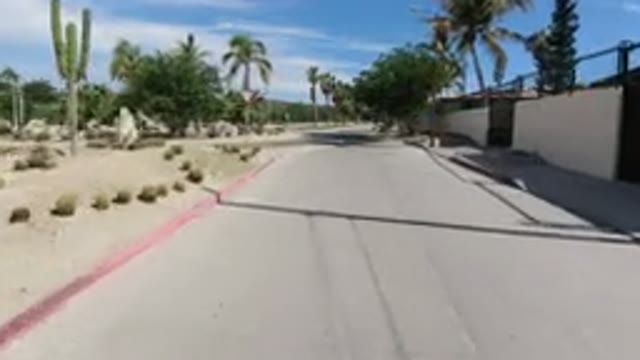 LOS CABOS MEXICO-2019: An Unknown Vehicle Driving Down a Palm-Lined Road