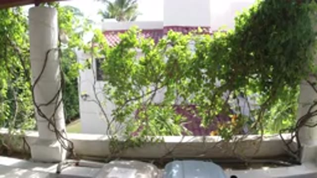 LOS CABOS MEXICO-2019: Green Ivy Hanging Between White Columns In Front Of A