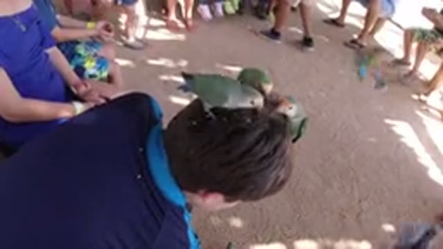 LOS CABOS MEXICO-2019: Little Colored Birds Eating Seeds From A Child's Head
