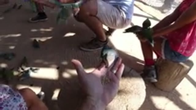 LOS CABOS MEXICO-2019: People Holding A Parrot In Their Hands