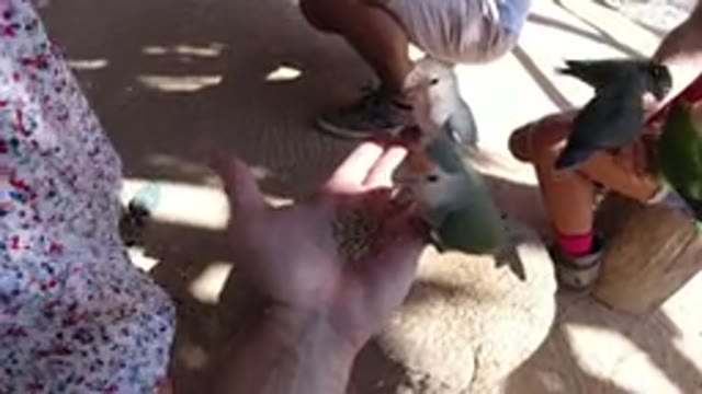 LOS CABOS MEXICO-2019: A Man Holding A Parrot And Eating From His Hand