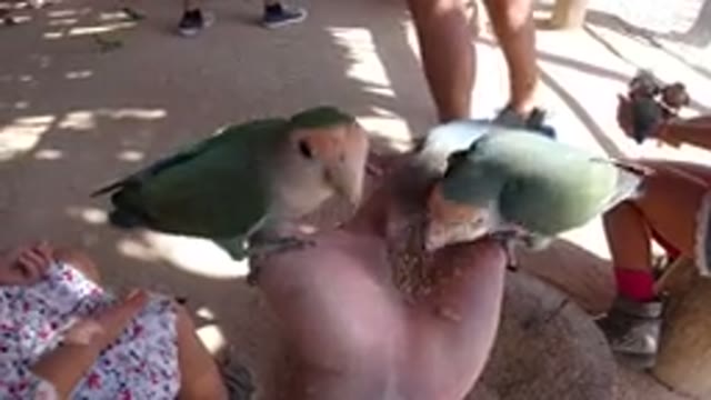 LOS CABOS MEXICO-2019: Three Birds Eating Seeds From The Hand Of An Adult While A Child Watches