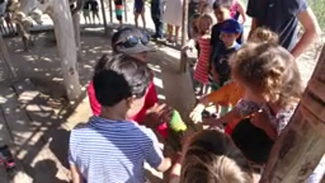 LOS CABOS MEXICO-2019: Mexican Kids Play With Beautiful Green Bird During Sunny Day
