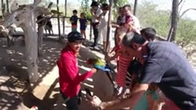 LOS CABOS MEXICO-2019: Groups Of People Watching Birds At A Zoo