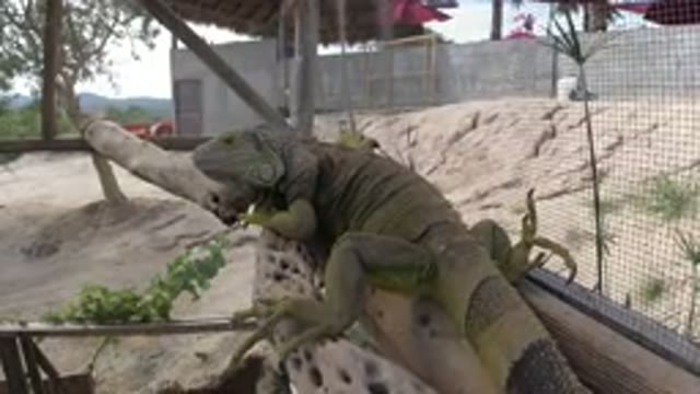 LOS CABOS MEXICO-2019: A Chameleon Has Been Captured And It Is Sleeping On The Tree