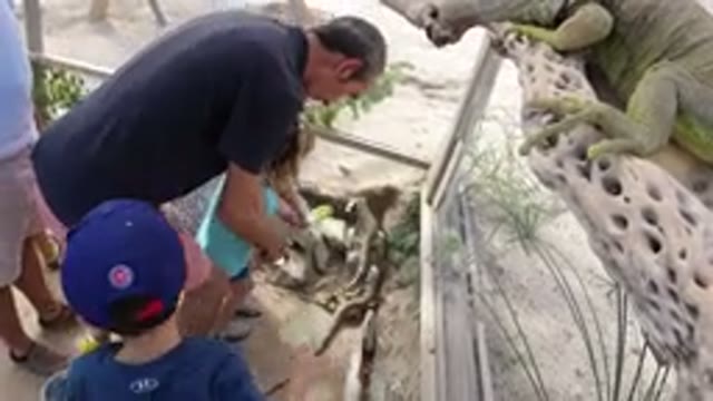 LOS CABOS MEXICO-2019: A Boy Offers A Large Lizard Food In An Enclosure While A