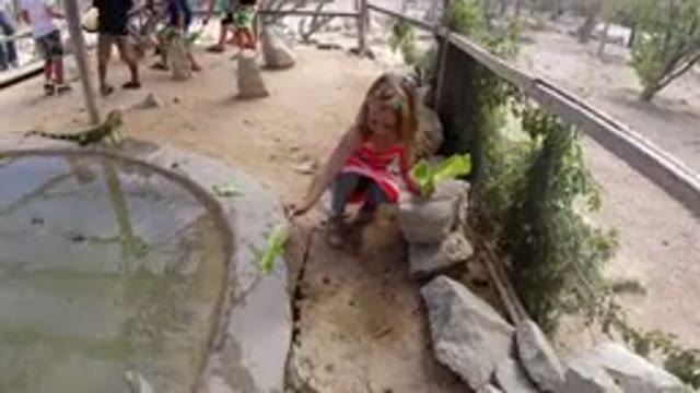 LOS CABOS MEXICO-2019: Young Girl Fearlessly Interacts With Gizzard At The Zoo