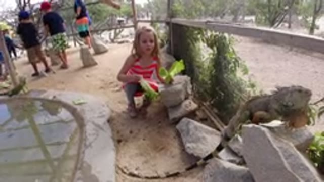 LOS CABOS MEXICO-2019: A Little Girl Playing Near A Body Of Water With A Giant Lizard