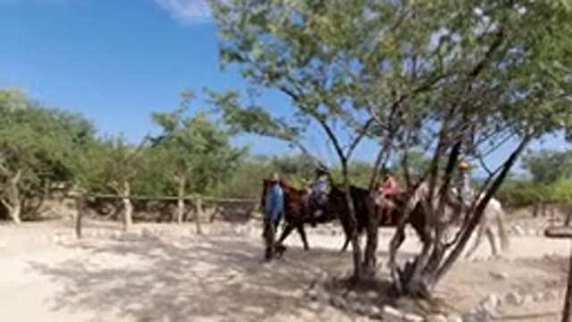 LOS CABOS MEXICO-2019: Video Of Horses Walking Around And Being Led
