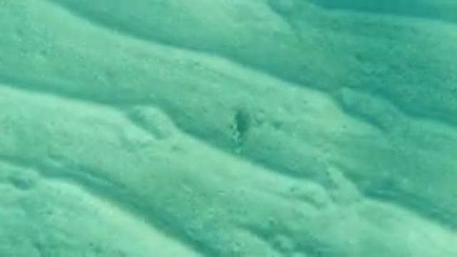 LOS CABOS MEXICO-2019: A Fish Is Making Burrow In The Sand At The Bottom Of