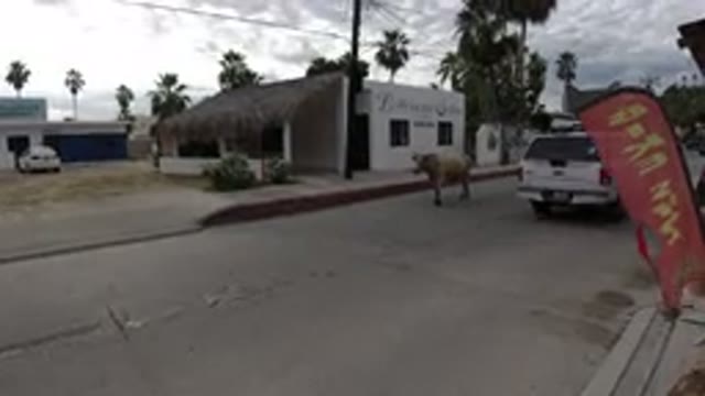 LOS CABOS MEXICO-2019: A Cow On The Middle Of A Busy Road