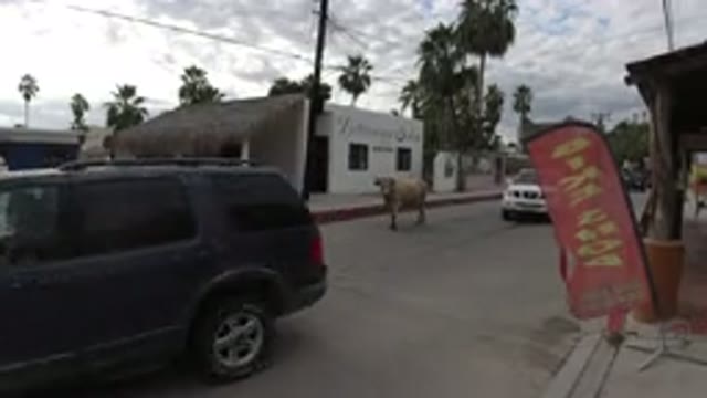 LOS CABOS MEXICO-2019: Several Wranglers Drive Past An Animal Standing On The Road