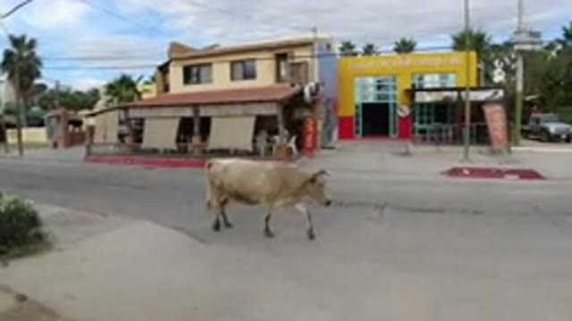 LOS CABOS MEXICO-2019: A Cow In Poor Condition Wandering On A Rural Road