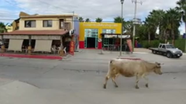 LOS CABOS MEXICO-2019: House Cow Truck Tress Street Lamp Post Signs Driving By