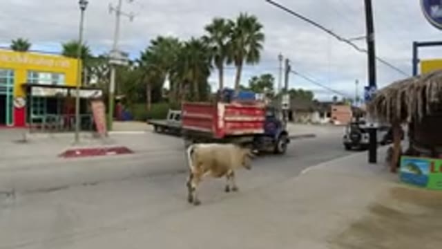 LOS CABOS MEXICO-2019: Bull Free Roaming The Streets