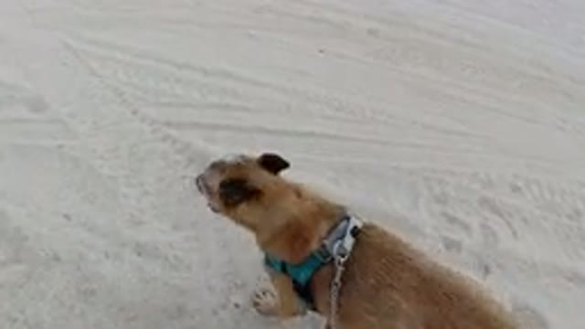 LOS CABOS MEXICO-2019: Peaceful Walking of a Happy Boy Enjoying a Sunny Day with His Dog