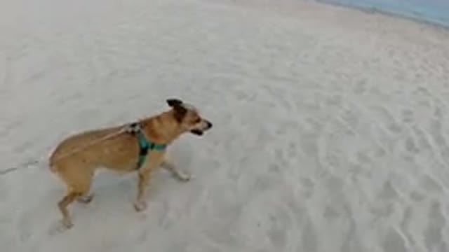 LOS CABOS MEXICO-2019: Dog Walking On The Beach While Someone Holds Leash