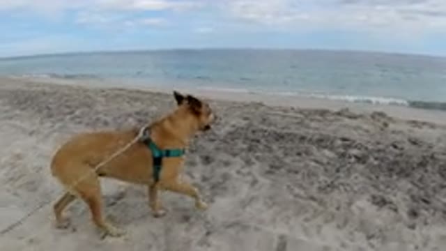 LOS CABOS MEXICO-2019: Walk On The Beach With The Companion And Best Friend Of