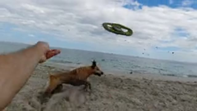 LOS CABOS MEXICO-2019: Summertime Golden Sands Pet Running Enjoying With Owner