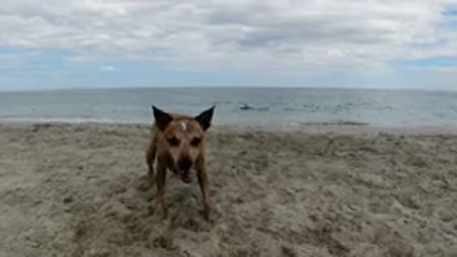 LOS CABOS MEXICO-2019: Dog Playing Throw And Catch At The Beach