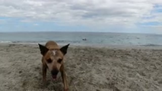 LOS CABOS MEXICO-2019: A Dog Staring Toward The Camera That Runs Off In The