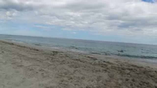LOS CABOS MEXICO-2019: Happy Dog Swimming And Coming Out The Sea In The